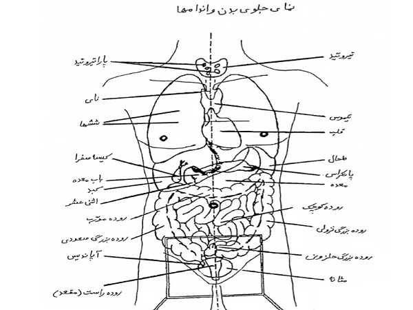 دانلود کتاب چاکراهای اصلی و فرعی و چاکراهای زمین تالیف استاد قندی