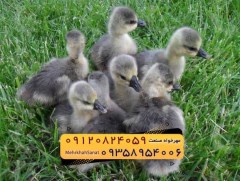 🐣🐣🐣 *جوجه غاز گوشتی*🐣🐣🐣