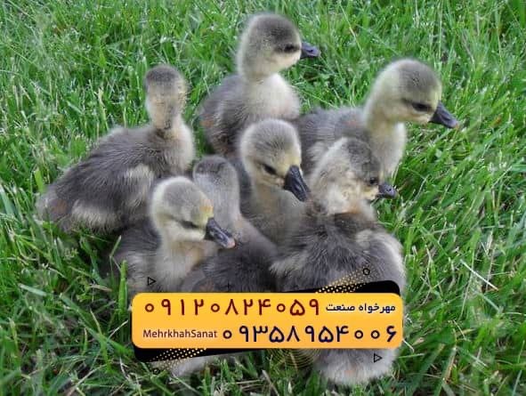 🐣🐣🐣 *جوجه غاز گوشتی*🐣🐣🐣